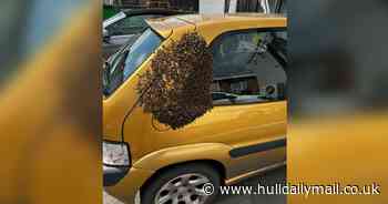 Swarm of bees set up home on yellow car parked at factory