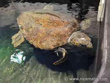 Une tortue protégée sauvée au large de l’aéroport de Nice