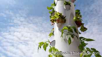 Norfolk elementary school students learn healthy choices during vegetable harvest