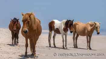 3 foals pass away in Chincoteague