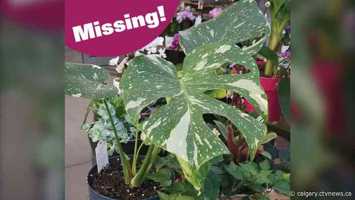 Leafy larceny: $500 house plant goes missing from Alberta garden centre