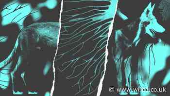 Your Dog Is a Secret Weapon in the Fight Against Cancer