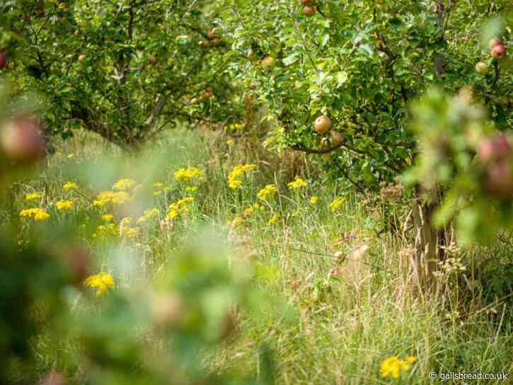 Springtime specialities at GAIL’s