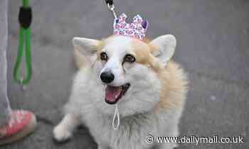 Do you own the world's most spoiled dog? Study reveals American breeds that are treated like royalty