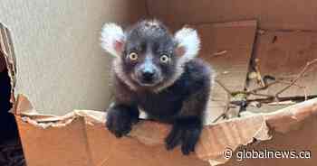 Critically endangered lemur born at Calgary Zoo