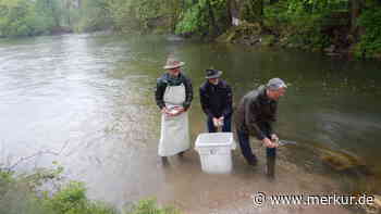 Der Frauennerfling erobert die Amper in Fürstenfeldbruck zurück