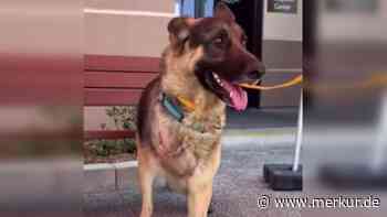 Tierheim-Schäferhund verliert nach Unfall ein Bein – „Ihr glaubt nicht, wer ihn adoptiert hat“
