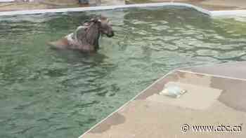 The moose is loose! Calf found swimming in N.B. pool