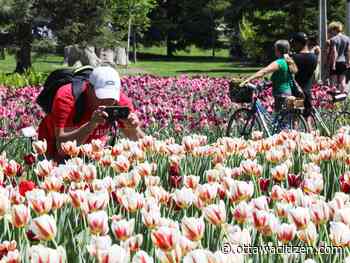 Tulip Festival 2023 kicks off with a bang this weekend