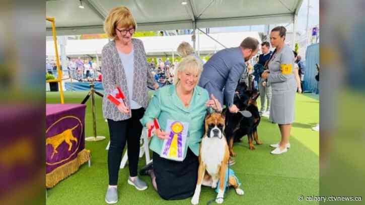 Calgary dogs merit attention of judges at Westminster show