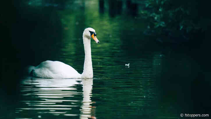 The Versatility of a 150-600mm Lens