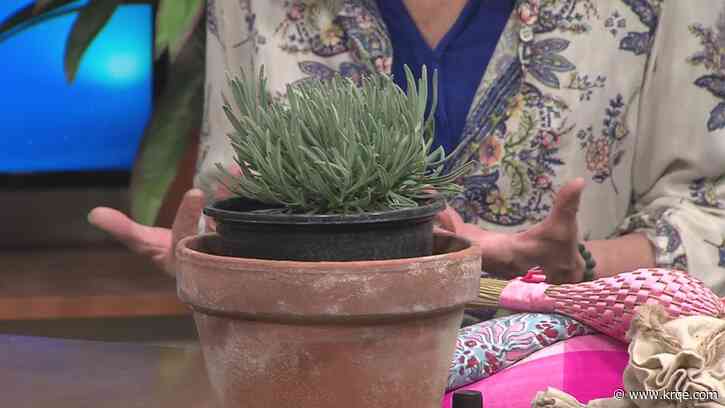 Jo's Lavender Farms holds lavender plant sale
