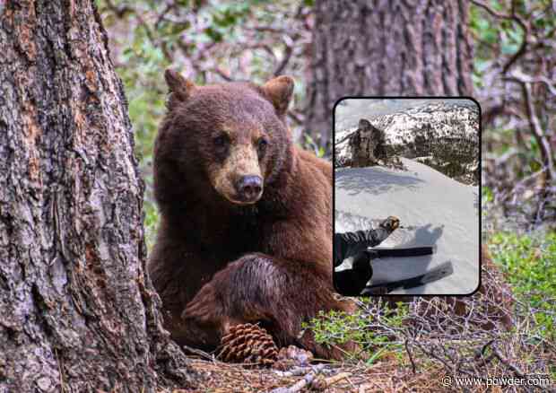Daron Rahlves Scores Perfect Spring Snow Next To Fresh Bear Tracks