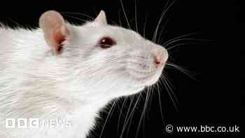 Ban testing of make-up ingredients on animals, government urged