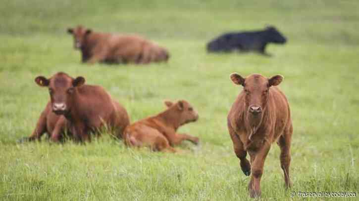 Cattle seized from Quebec farm that was home to herd that went on the run for months