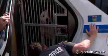Calgary Police Service catch ‘dangerous dog’ on the loose