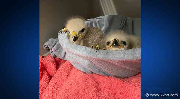 PHOTOS: Two displaced baby red-tailed hawks reunited with parents