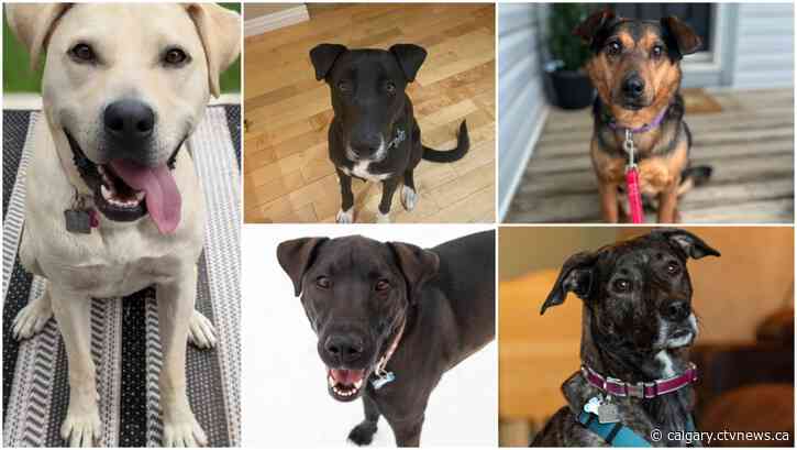 Pawsitive pooches: Calgary animal group needs homes for 5 long-time residents