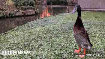 Long Boi: Missing University of York duck presumed dead