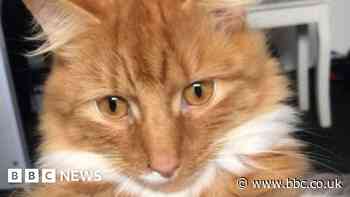 Harrogate family 'deeply distressed' after cat shot dead