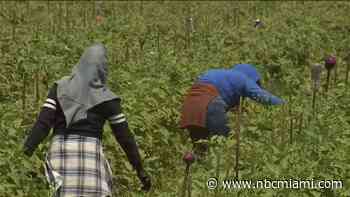 ‘We Are Not Criminals': Farmworker Speaks Out as South Florida Reacts to State's New Immigration Law