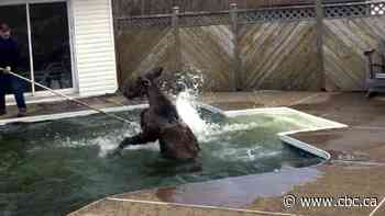 #TheMoment a young moose takes a dip in this backyard pool