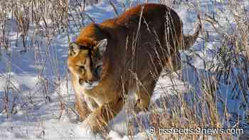 Mountain lion attacks girl in chicken coop