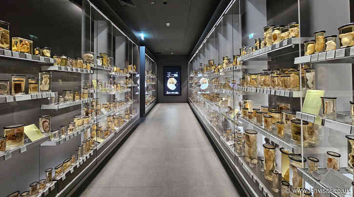The Hunterian Museum is back and better than ever