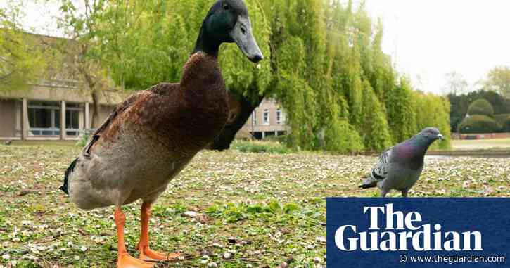 University of York’s favourite mallard is a dead duck, fear staff