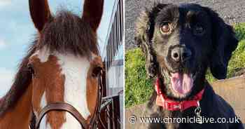 Serving Northumbria Police horse and retired police dog sadly pass away after 15 years of service