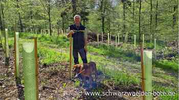 Klimawandel: Ein Schritt für den Waldumbau im Gäu