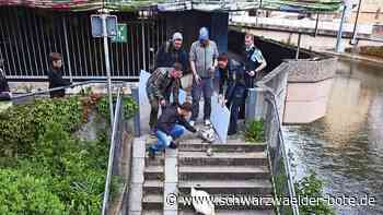 Schwanenfamilie in Calw gerettet: Passanten und Polizisten geleiten Tiere zur Nagold