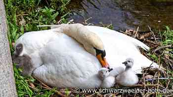 Nagolder Schwäne: Es hat wieder Nachwuchs gegeben