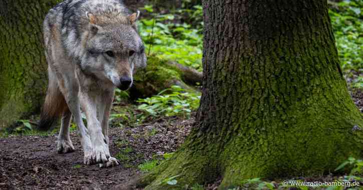 Bayerns Wolfsverordnung ignoriert Bundes- und EU-Recht