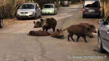 Aggredito dai cinghiali mentre porta a spasso i suoi 2 cani. Uno scappa e viene investito da un'auto