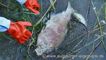30 tote Fische im Ludwigsfelder See: Landratsamt verhängt Badeverbot