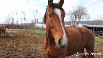 Desperate for care, west Quebec horse owners may soon get help from Ontario vets