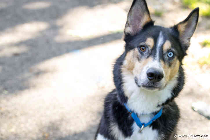 Adoptable Pet of the Week: Tego