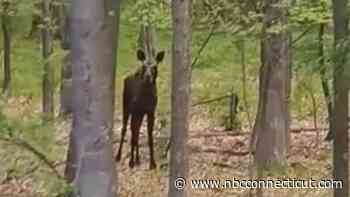 Moose Spotted Near Highways in Waterbury, Windsor