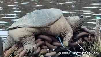 This Very Chicago Thing About a Viral Snapping Turtle Video is Driving People Crazy on Social Media