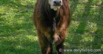 Blossom the bovine, escaped from prank gone wrong, now lives life in Woodstock
