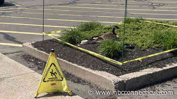 Goose Chooses IHOP Parking Lot in Southington to Lay Her Eggs