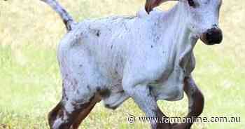 World's first calf resistant to major viral disease BVDV