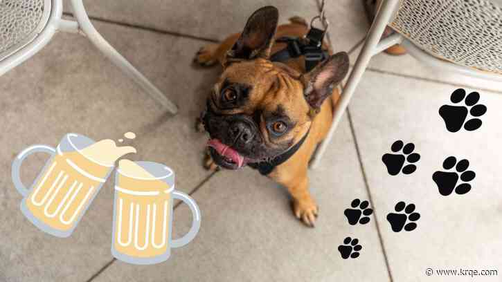 Dog-friendly breweries in Albuquerque