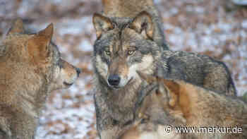 Aufruhr um Wölfe: Grünen-Ministerin ist gegen Abschuss – unter Verweis auf Elefanten und Tiger