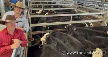 Quality Angus steers topping Tamworth store sale at $1320
