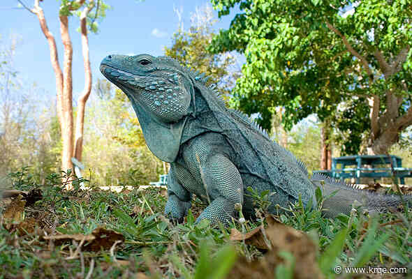 ABQ BioPark donates $3K to help conserve Grand Cayman blue iguanas