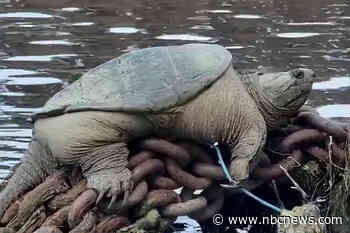 Meet 'Chonkosaurus,' the viral Chicago River snapping turtle