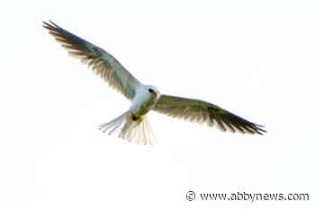 Birdwatchers flock to Langley to glimpse rare hawk