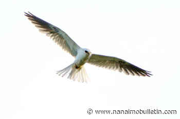 Birdwatchers flock to Langley to glimpse rare hawk
